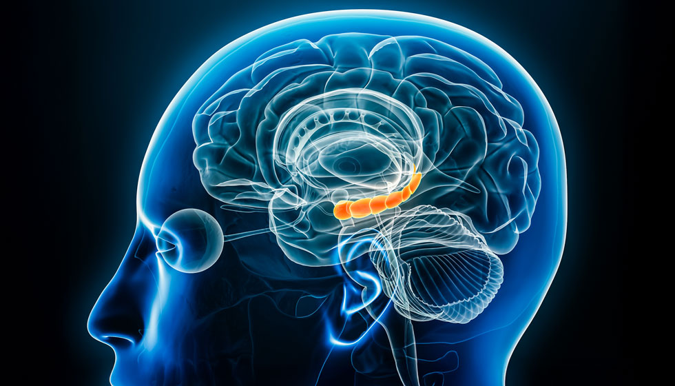 iStock 1216658919 Hippocampus