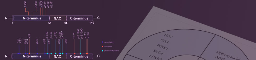 The tight association between α-Syn and the molecular pathology of PD has generatly increaed the interest in using the α-Syn species as biomarkers to diagnose early PD. α-Syn is not confined to the central nervous system