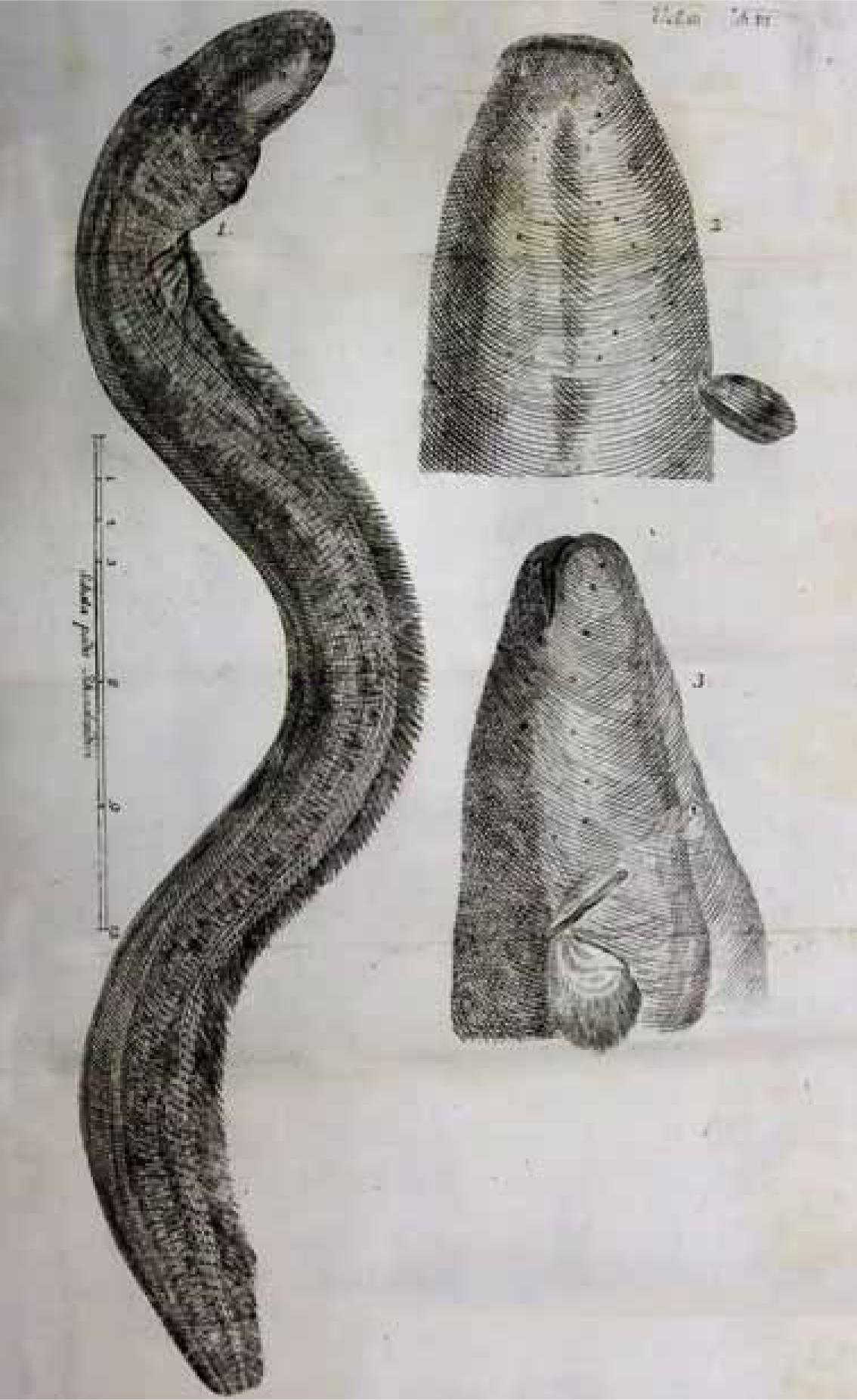 The tremble eel