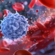 IStock 2182528931 Whitebloodcells