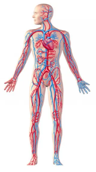 Body.png