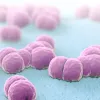 iStock 1013004810 meningitis pathogens 1