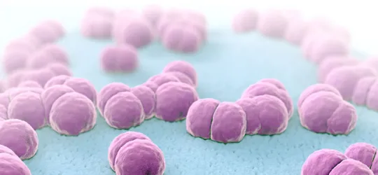 iStock 1013004810 meningitis pathogens 1