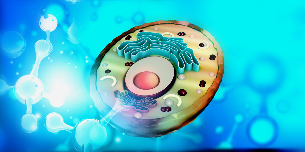 Dr. Ma’s team found that chemical modification of RNA (called RNA methylation) regulates mitochondrial function. Mitochondria is best known for generating energy in the cell.