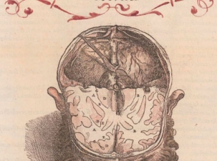 WN Oct Nov 2024 Organ Extracts for Diseases of the Nervous System