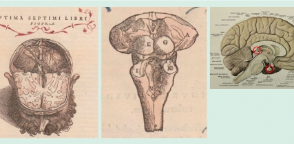 WN Oct Nov 2024 Organ Extracts for Diseases of the Nervous System