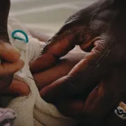 IStock 1203451574 Vaccination