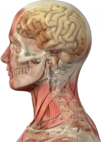 wbd-head-1.png