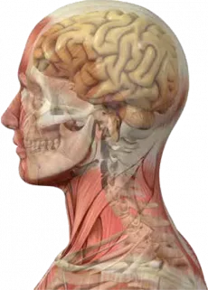 wbd-head-1.png