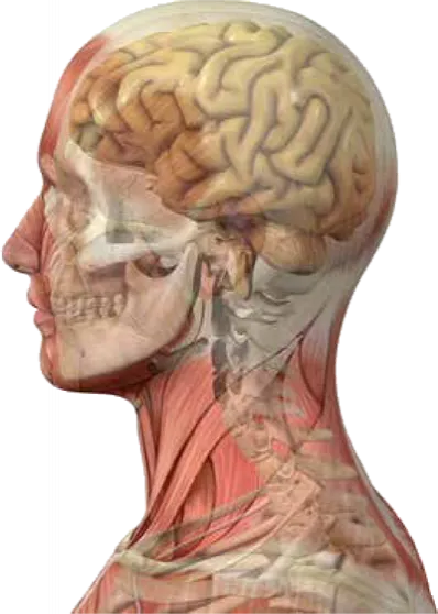 wbd-head-1.png