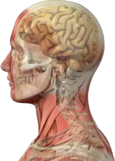 wbd-head-1.png