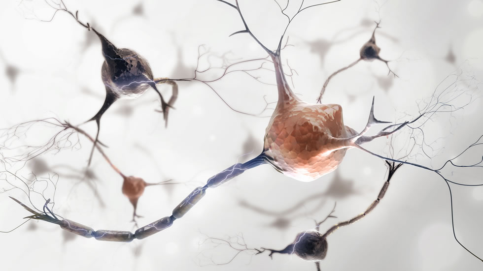 Protein clumps are found inside brain cells of people with all three diseases.