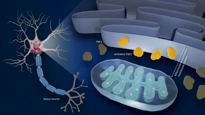 Mitochondrial associated membrane