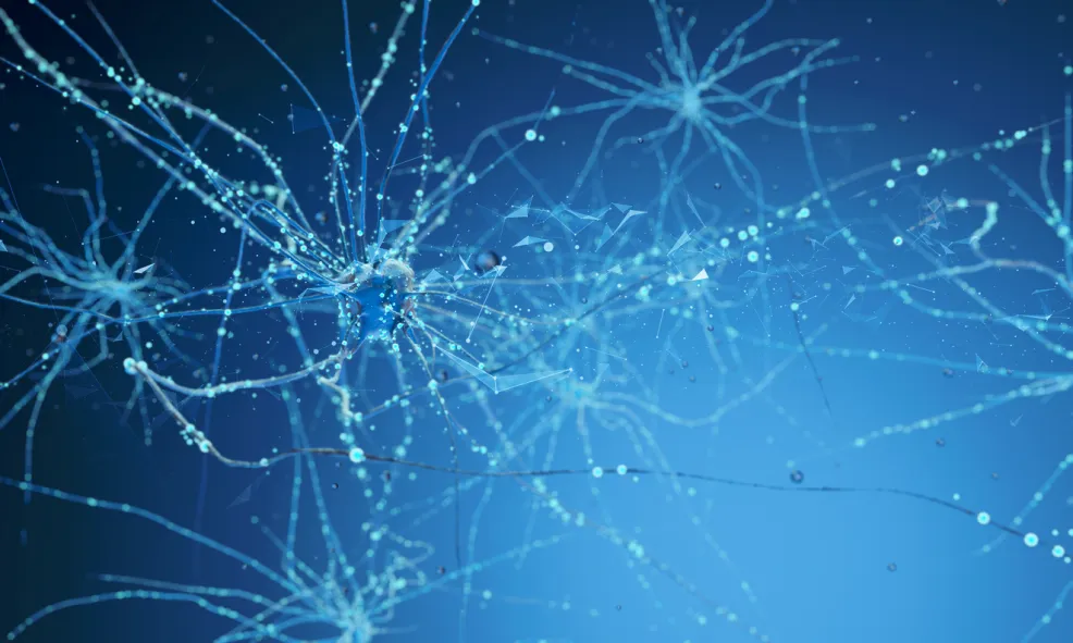 neurons
