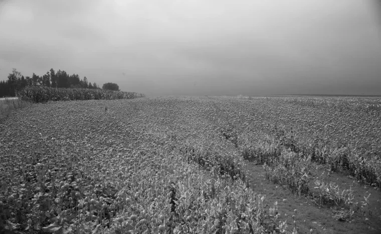 Wolfgang Grisold_Poppy Seed Field
